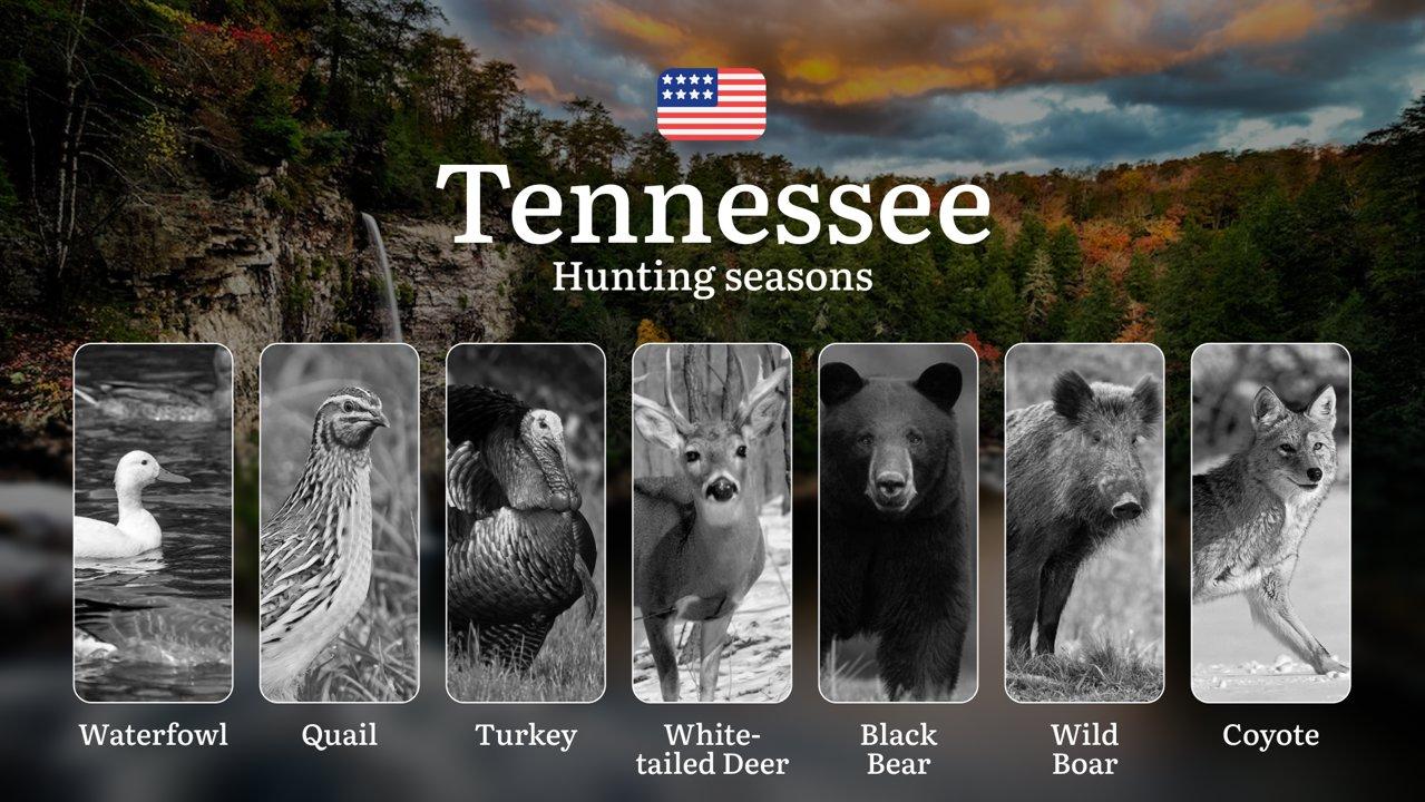 Tennessee WMA: Hunting Dates and Seasonal Animal Activity, Restrictions and Protected Animals, Practical Tips

Hunting in the state of Tennessee is not only an exciting a