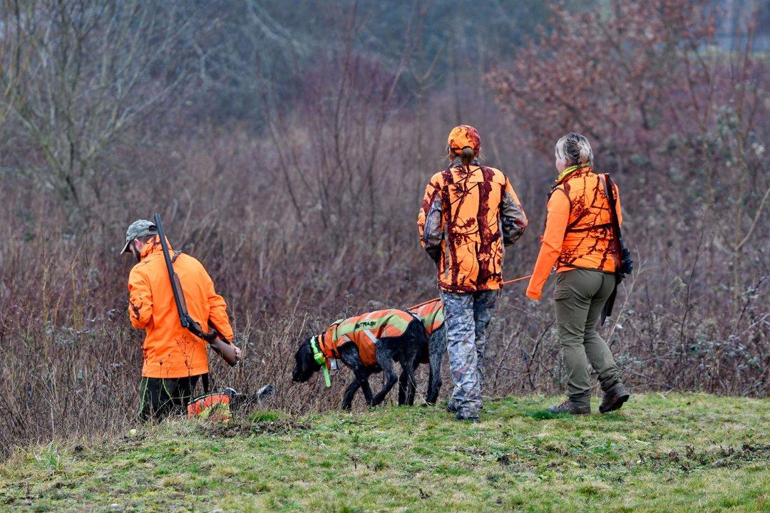 La chasse en SEINE-MARITIME: Entre falaises, forêts, bocages et zones humides, une activité cynégétique riche au cœur de la Normandie côtière