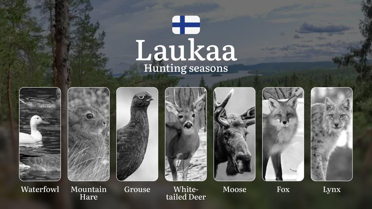 Hunting Seasons in LAUKAA: Key Regulations, Optimal Hunting Periods, Licensing Requirements and Consequences of Non-Compliance

Nestled in the heart of Finland, Laukaa of