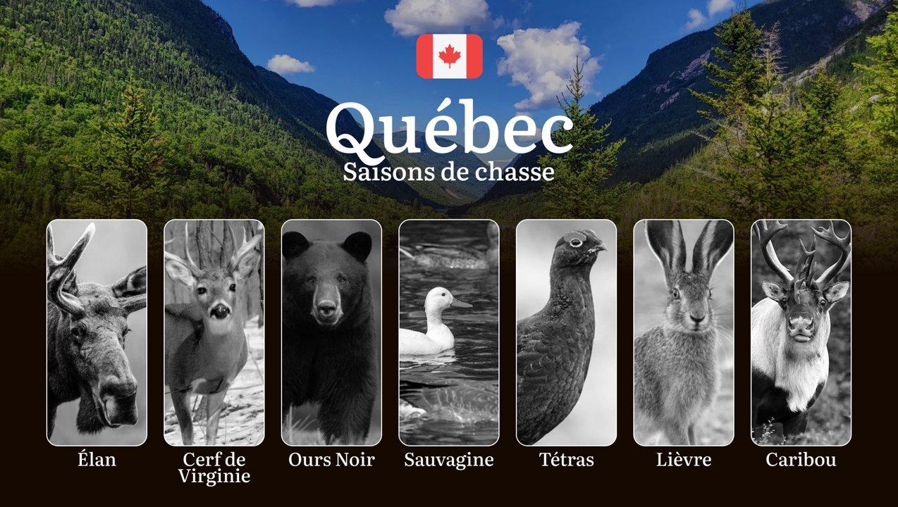 Saisons de chasse au QUÉBEC: Calendrier Complet, Réglementations Essentielles et Conseils Pratiques

Avec ses immenses forêts, ses lacs et ses territoires sauvages, le Qu