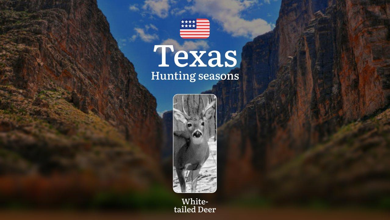 Hunting Seasons for Whitetail Deer in Texas, USA: Hunting Periods, Open and Close Dates, Licenses, Rules, and and Restrictions for Hunting