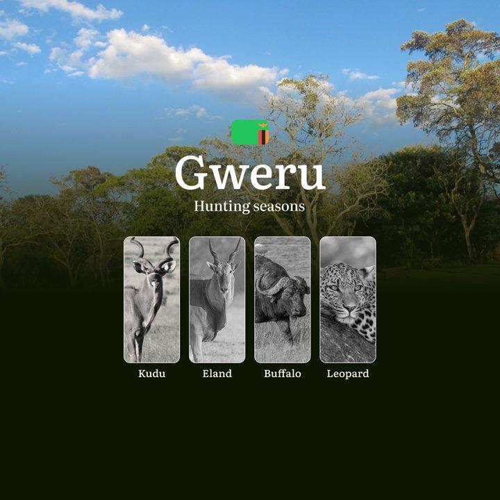 When the Kalahari Calls: Tracking Gweru's Hunting Seasons from Dry Riverbeds to Ironwood Forests