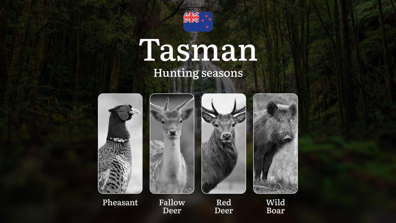 TASMAN Region, New Zealand: When, Where and How to Hunt Legally, Hunting Seasons, Consequences of Illegal Hunting, Documents and Licenses

Hunting Rules and Seasons in th