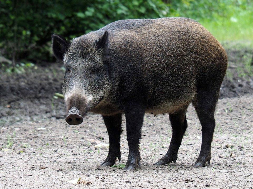 La Chasse aux DEUX-SÈVRES: explorez la géographie, naviguez dans la législation et découvrez les traditions

Le département des Deux-Sèvres, situé dans la région Nouvelle