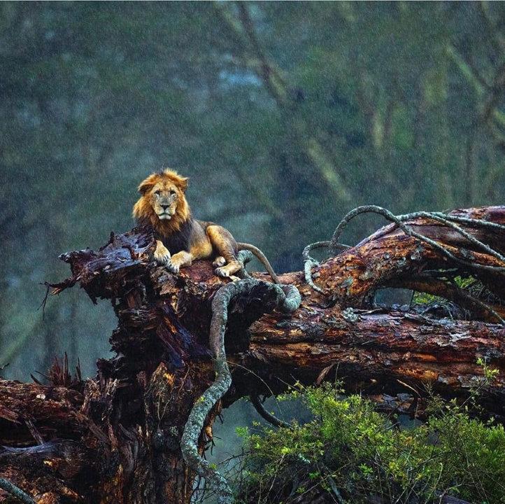 <strong>King</strong> 👑 
