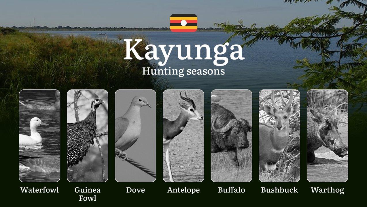 Hunting Access Dates in Kayunga: Key Hunting Periods for All Species, Restricted Areas, Rules and Exceptions, Getting Your License, Gear, Locations, and Optimal Timing