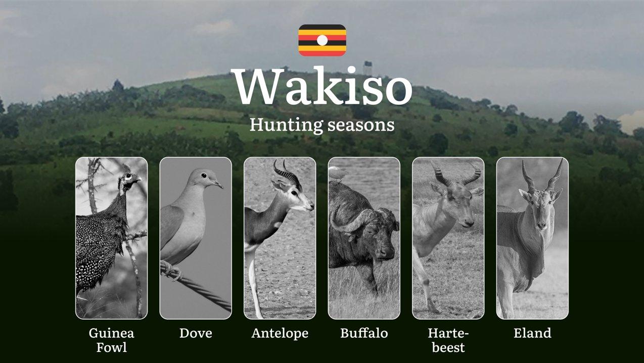 Wakiso: Hunting Activity Periods, Protected Species and Seasonal Restrictions, Obtaining a License, Penalties That Affect Your Hunt, Expert Advice, Timing, Equipment