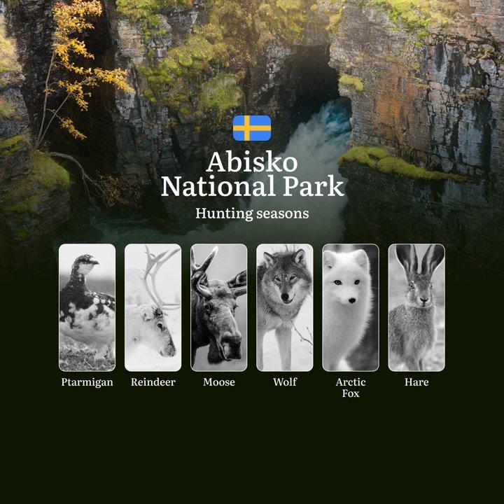 Hunting Periods and Permits in ABISKO NATIONAL PARK: A Detailed Look at Game Movement Throughout the Year, Seasonal Limits, and <strong>How</strong> <strong>to</strong> A
