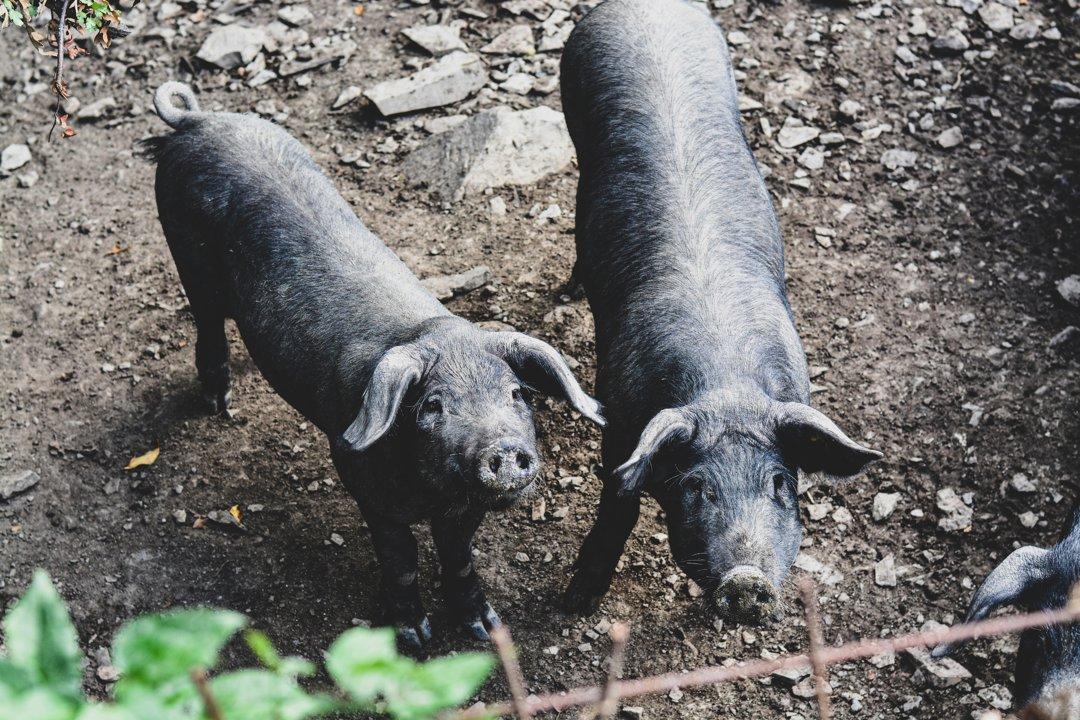 Peste suina africana: a rischio 7 comuni della Garfagnana, scattano le misure di contenimento