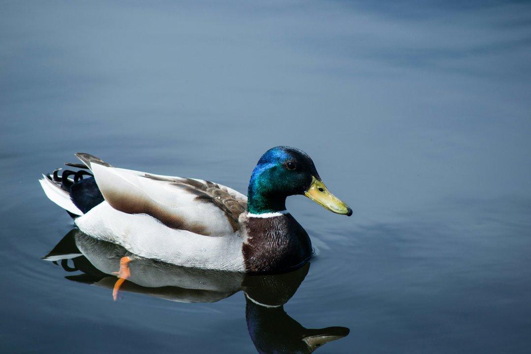 La Chasse dans l’AVEYRON: Explorez les Types de Chasse, Naviguez dans les Associations et Découvrez des Faits Intéressants