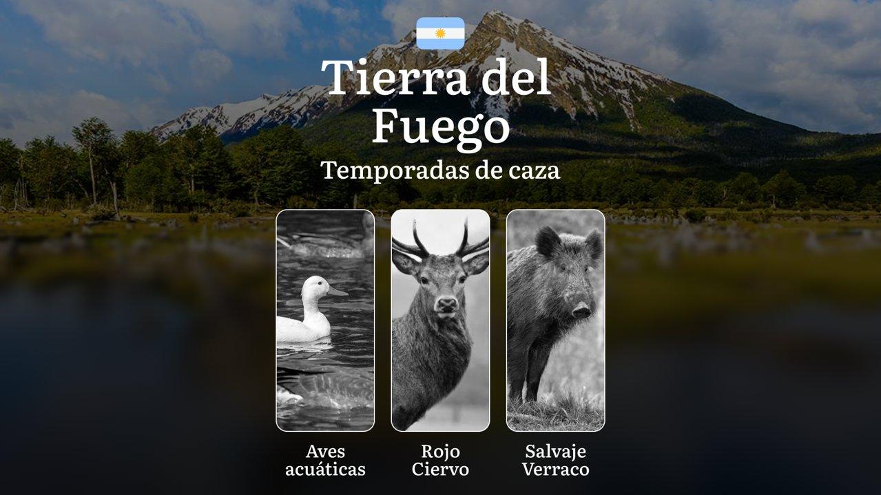 Caza en Tierra del Fuego: guía completa de temporadas, reglas y tácticas, mejores épocas y comportamiento de la fauna