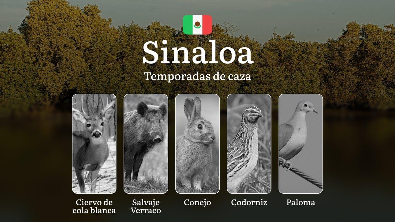 Temporadas y períodos de caza en las Zonas Costeras de Sinaloa: Patrones Estacionales y Normativas para la Caza de Patos