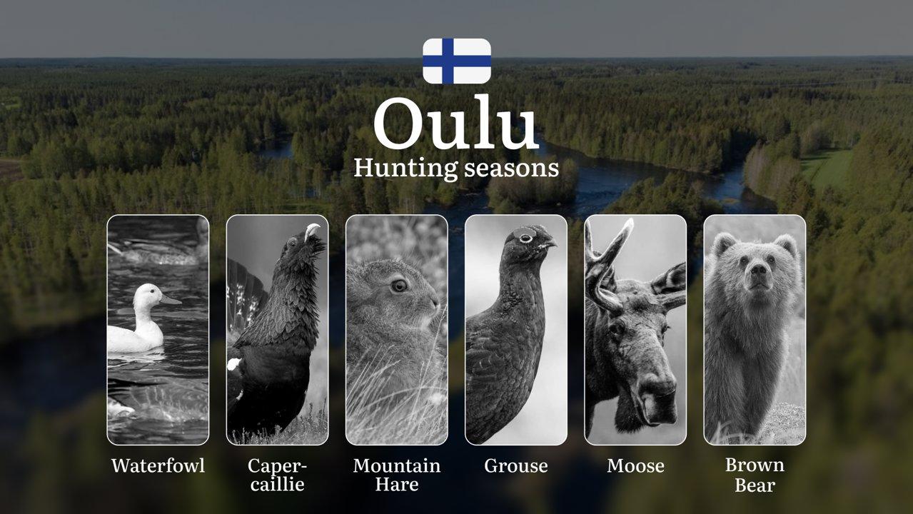 Hunting Seasons in OULU: General Regulations, Protected Periods, Obtaining Hunting Licenses and Practical Hunting Strategies

Oulu's unique position in northern Finland c