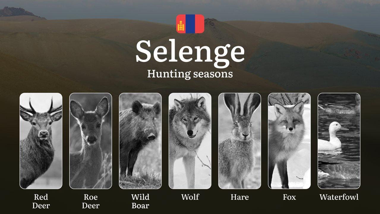 Hunting Periods and Local Rules <strong>in</strong> Selenge: Species You Can Hunt Throughout the Year, Seasonal Activity of Game, and the Steps to Get a <strong>Legal</st