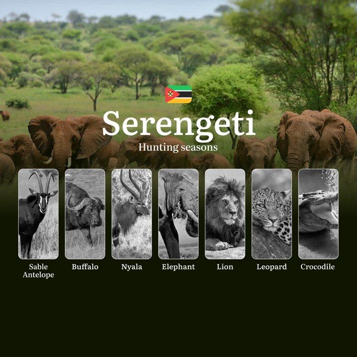 When the Miombo Woodlands Come Alive: The Secret Hunting Calendars of Mozambique's Forgotten Serengeti