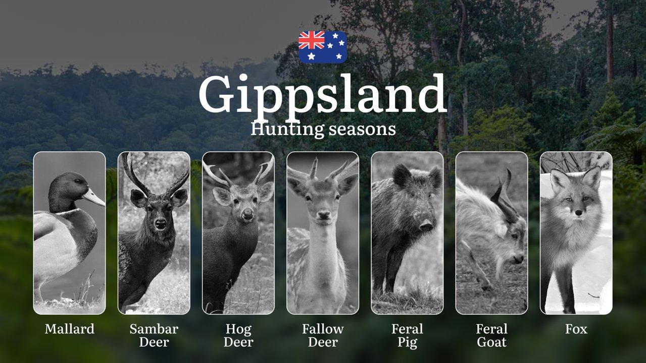 Gippsland's Hunting Rhythms: Decoding Prime Seasons for Deer, Ducks and Bush Game in Australia's Eastern Heartland

Core Hunting Seasons & Regulatory Framework in Gippsla