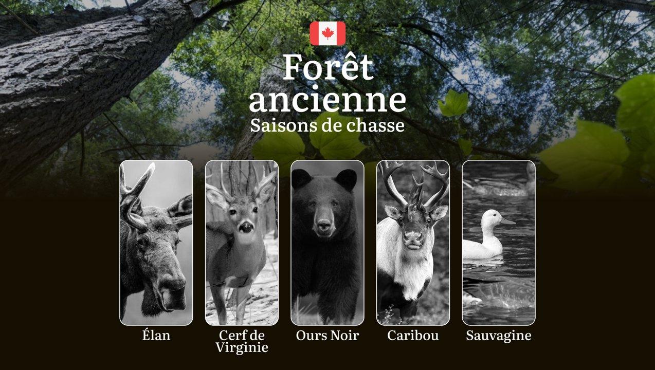 Saisons de chasse en FORÊT ANCIENNE (Canada): Dates clés, lois incontournables et stratégies gagnantes