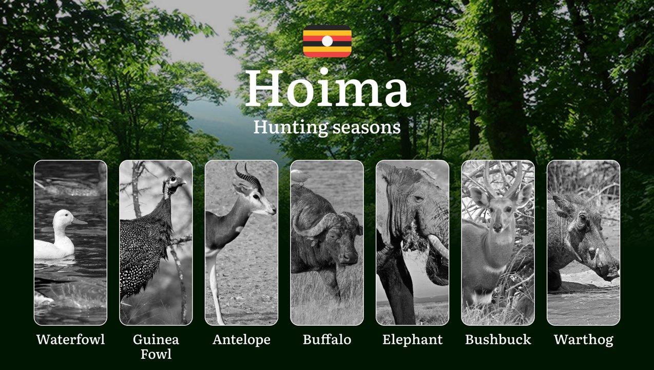 Seasonal Hunting Periods in Hoima: Limits and Seasonal Prohibitions, Licensing Conditions, Fines and Legal Effects of Non-Compliance, Strategic Preparation, Best Hunting Times, Gear Choices