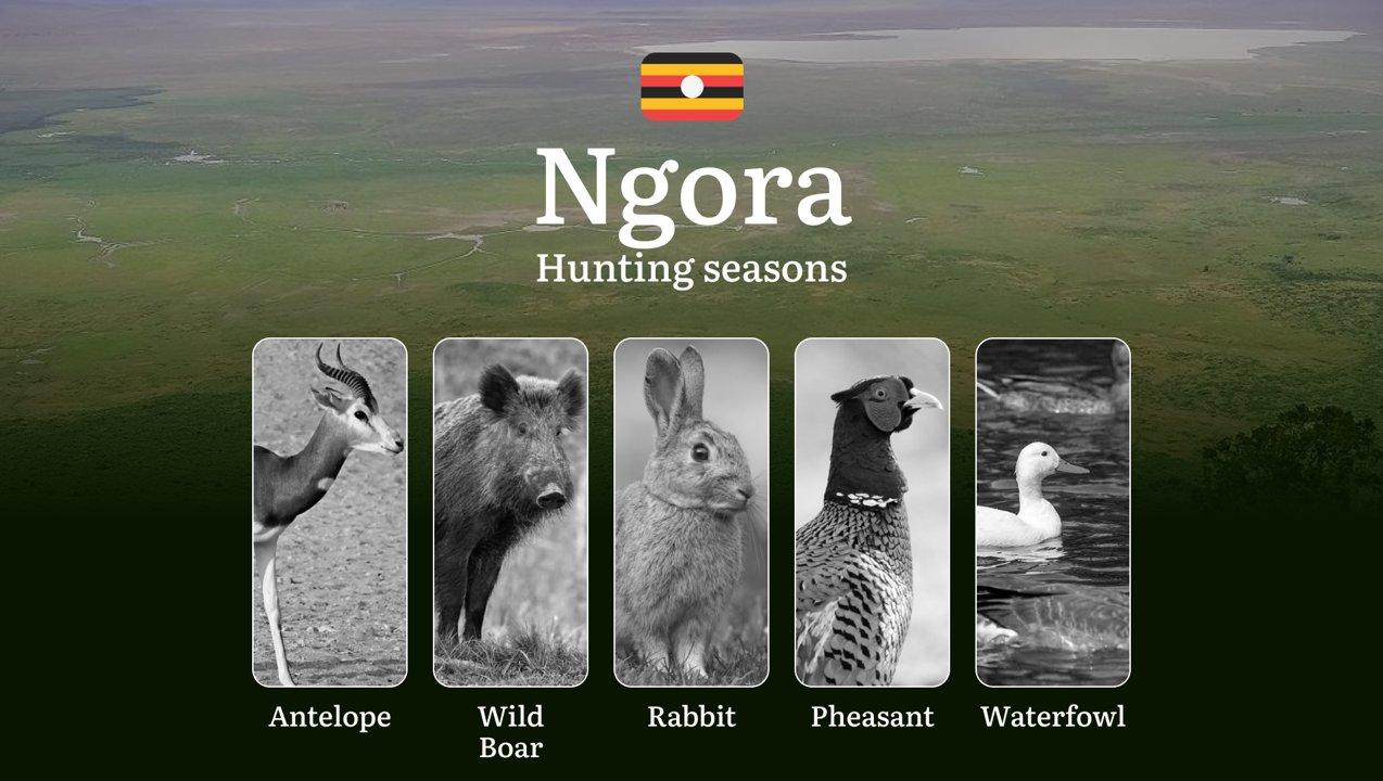 Ngora: Designated Hunting Periods, Legal Limits and Seasonal Restrictions, Licensing Rules, Penalties for Violations, Planning, Timing, and Gear 