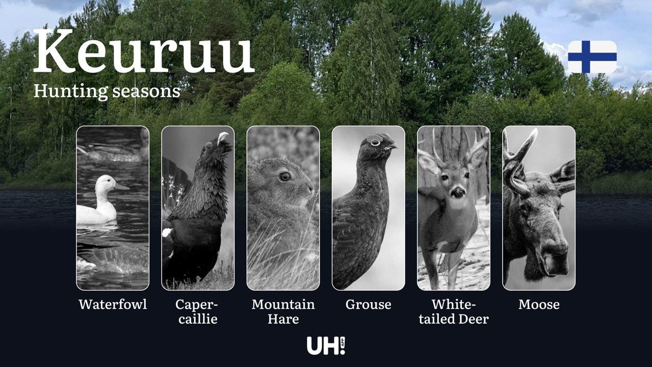 Hunting Seasons in KEURUU: Optimal Hunting Periods, Required Licenses, Legal Consequences, Crucial Regulations and Restrictions