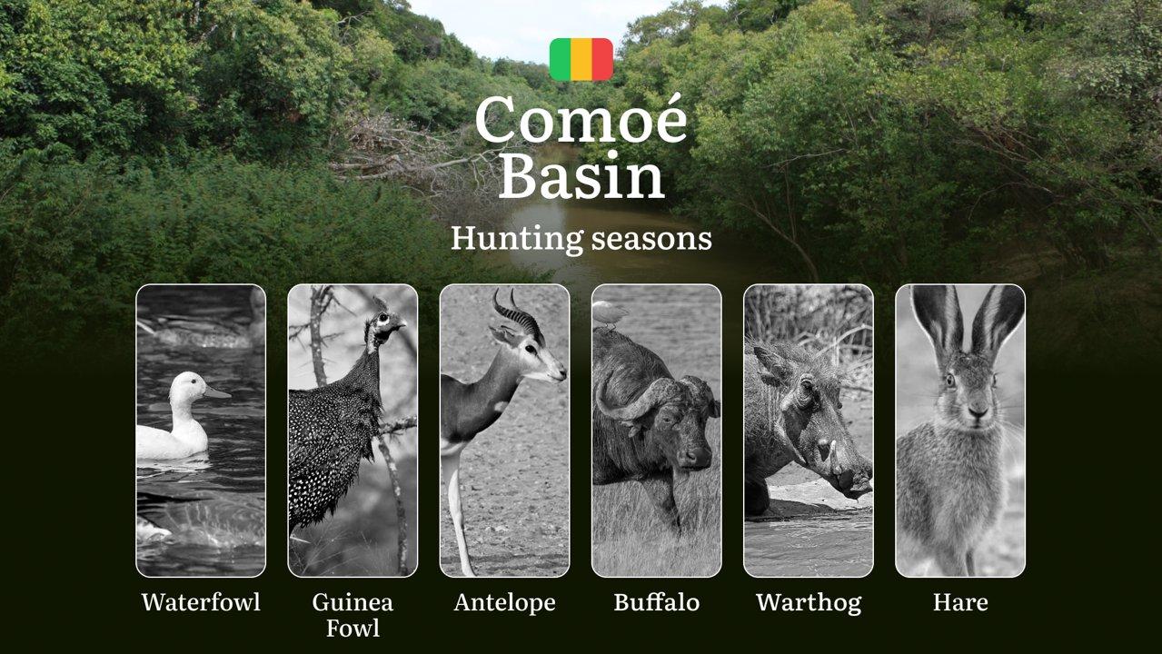 Hunting Dates in Comoé Basin: Hunting Seasons, Temporary Restrictions, Permit Regulations, Penalties and Legal Ramifications for Violations, Tactical Preparation, Gear Selection