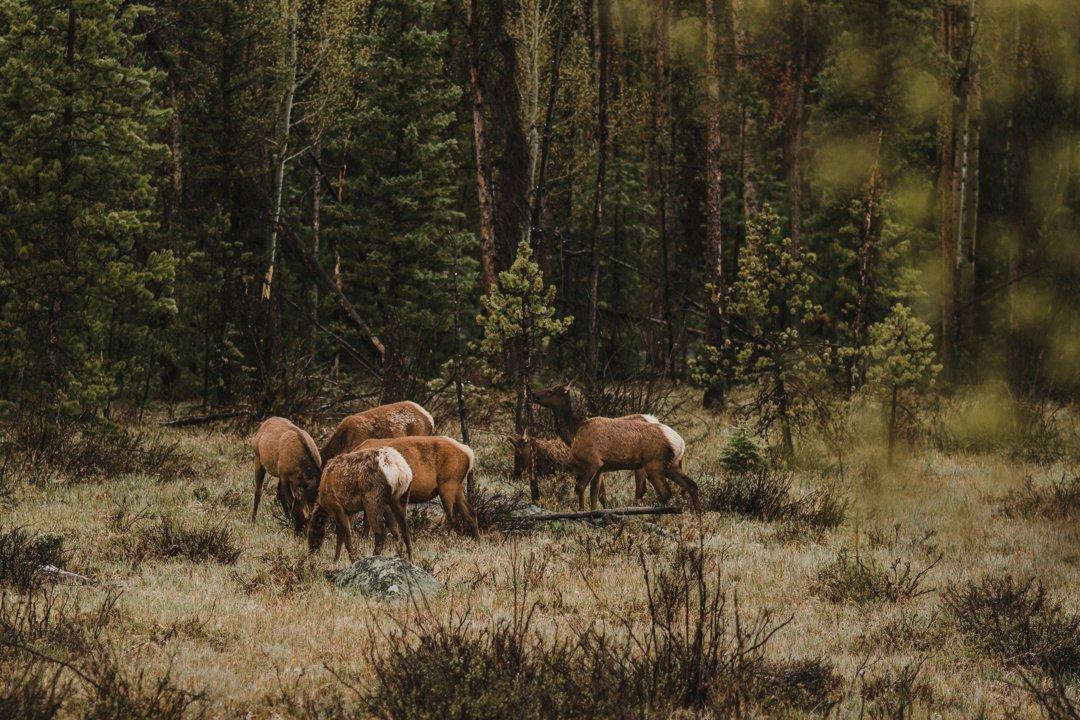 Colorado Suspends Hunts on Federal Lands Amid Government Shutdown: What Hunters Need to Know