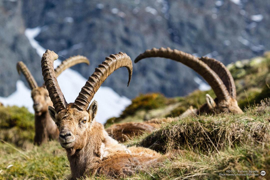 Die Jagd im Raum Graz-Umgebung: Naturräume, Aktivitäten, Ansätze, Wildarten, Grundlagen, Kalender, Gruppen, Traditionen, Besonderheiten        

Naturräume und ihre Eigen