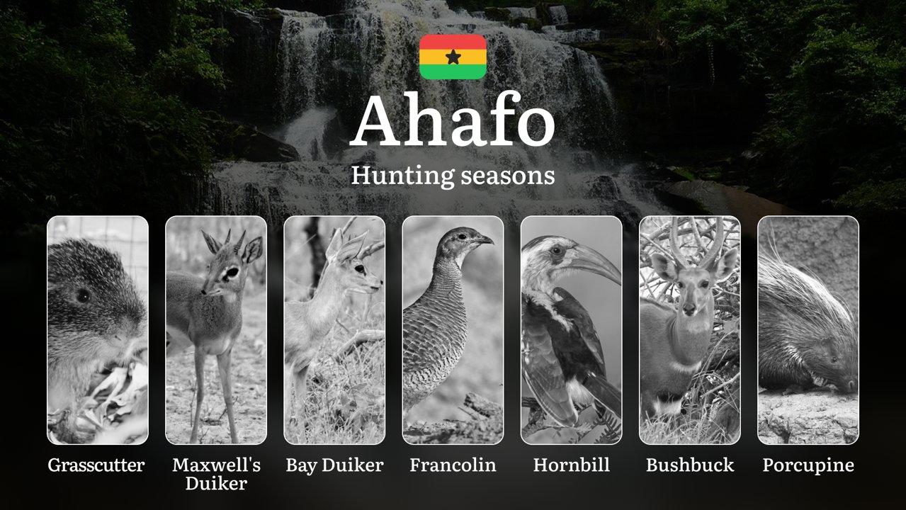 Hunting Laws and Seasons in Ahafo: General Hunting Rules, Permits, Restrictions & Time-Honored Events 

Hunting Seasons and Legal Framework in the Ahafo Region

The Ahafo