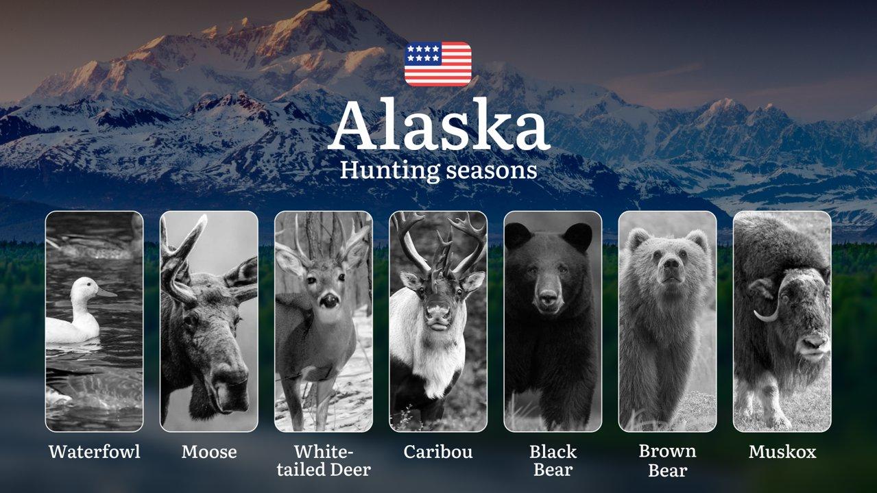 Hunting Seasons in Alaska: Timing, Regulations, Permits and Tactics, Documents and Support from Organizations

Hunting moose in Alaska is more than just a sport or a way 
