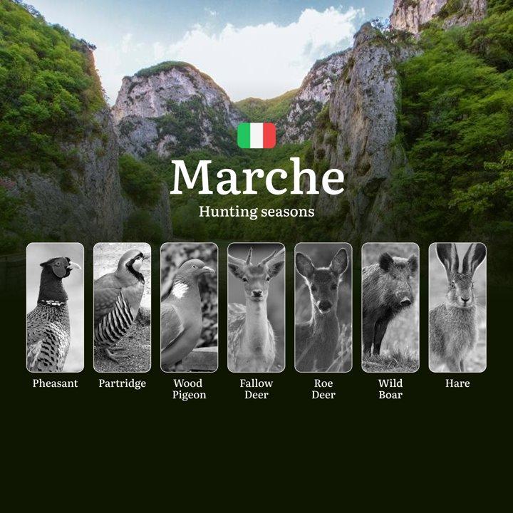 Marche Hunting Calendar: When the Sibillini Mountains Foothills Offer <strong>Best</strong> Running Game

Regulations and Hunting Seasons in Marche

The Marche region off