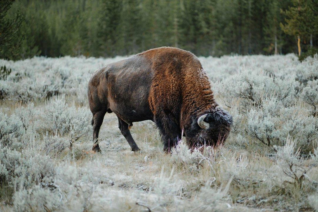 Second Indigenous Bison Hunt in Banff’s Backcountry to Begin Next Week
