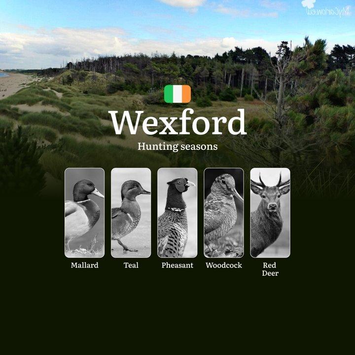 WEXFORD Hunting Calendar: When the Slaney Valley Calls - Pheasant, Duck and Coastal Game Pursuits

Hunting Regulations & Seasonal Framework in Wexford

County Wexford ope