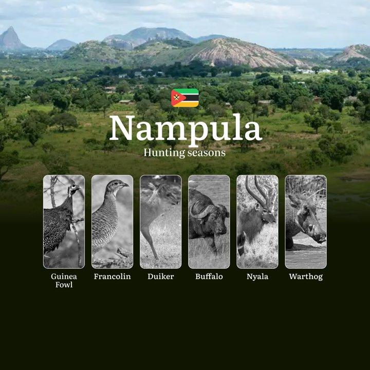 The Thrill of the Hunt: Nampula’s Premier Hunting Calendar, Seasons, Regulations, and Trophy Opportunities