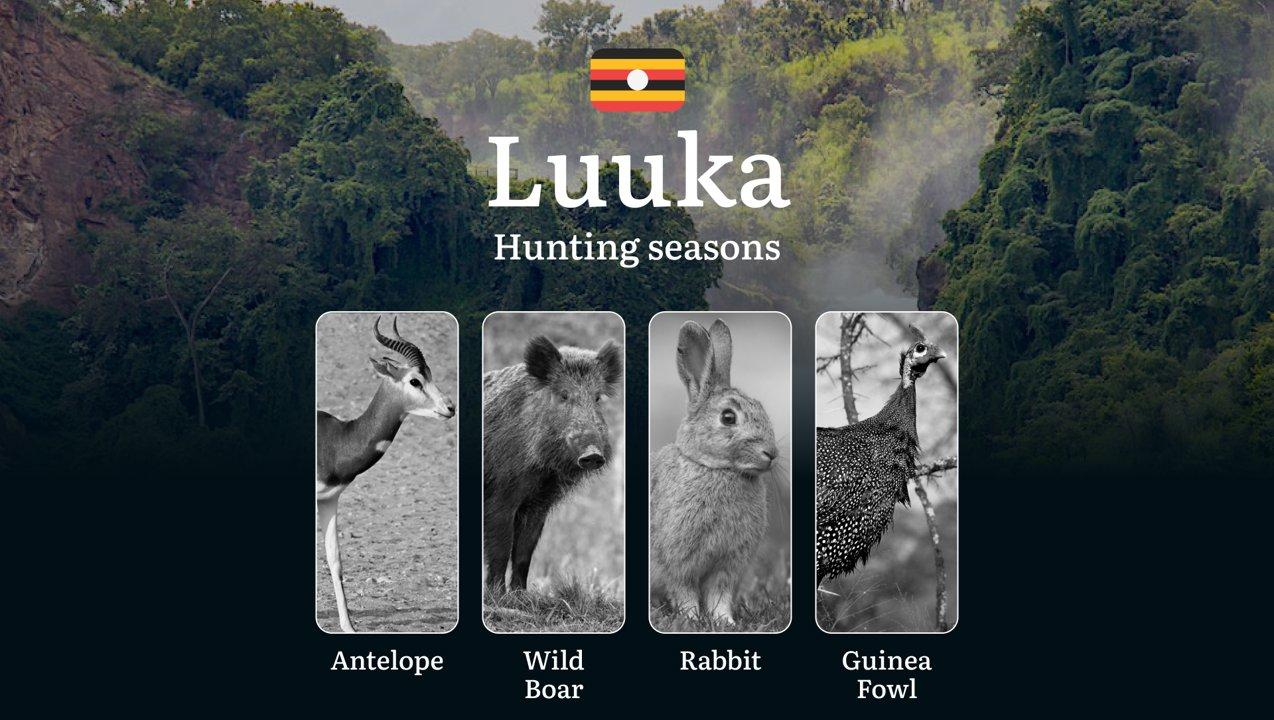 Luuka: Hunting Activity Periods, Protected Species and Seasonal Restrictions, Obtaining a License, Penalties, Expert Advice, Timing, and Equipment

Hunting in Luuka prese