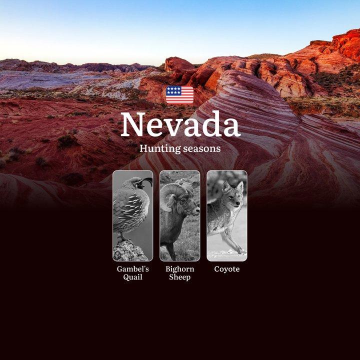 Hunting seasons in the Nevada Desert: Rules, Dates, and Hunting Dates, Hunting Restrictions and Prohibitions 

When Can You Hunt in the Nevada Desert, Seasonal Features

