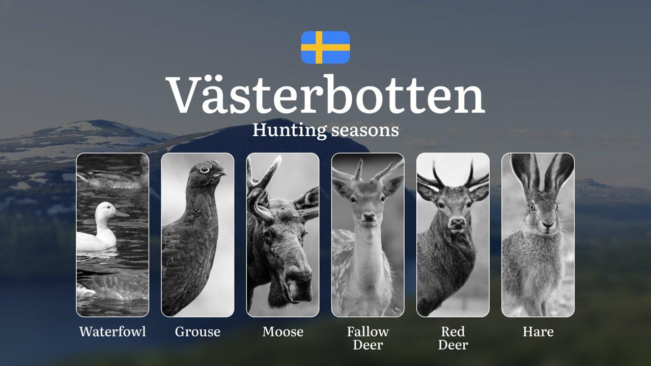 Hunting Periods and Permits in VÄSTERBOTTEN: A Detailed Look at Game Movement Throughout the Year, Seasonal Limits, and How to Apply for a Hunting License in the Area

Pl