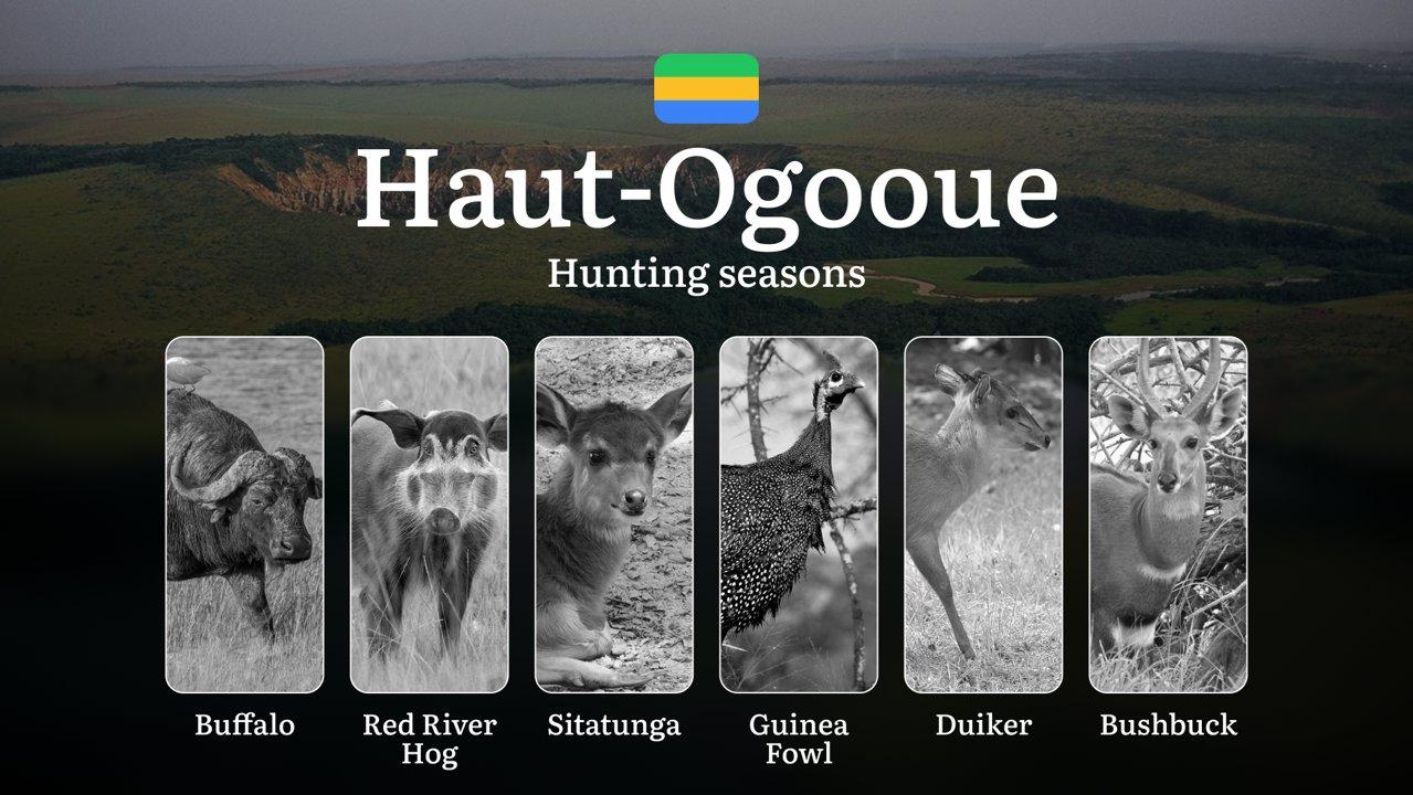 Hunting Seasons in HAUT-OGOOUÉ: Key Periods, Licensing Requirements, Smart Strategies, Restrictions and Conservation Measures
