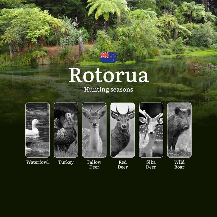 All About ROTORUA Region Timing and Rules, Hunting Seasons, Documents, Clubs, and Expert Help

How Hunting Seasons Are Regulated in Rotorua: Key Periods and Regional Feat