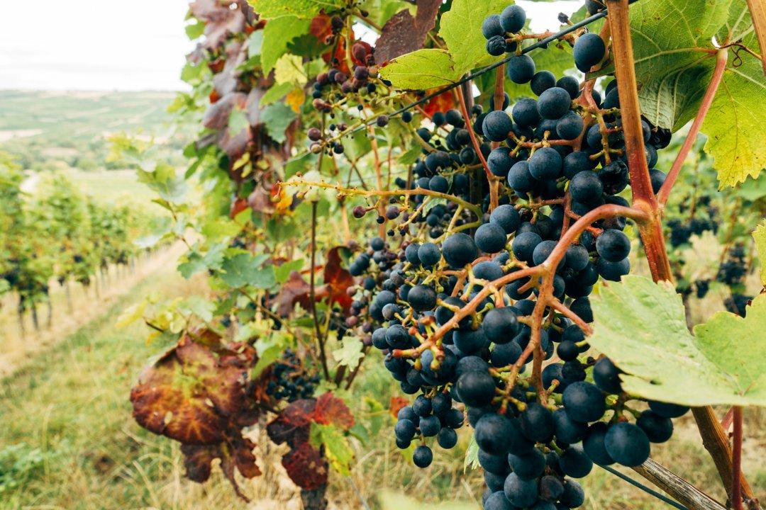 Puglia: cinghiali e pappagalli verdi devastano i raccolti di ciliegie, fichi, uva e melagrane