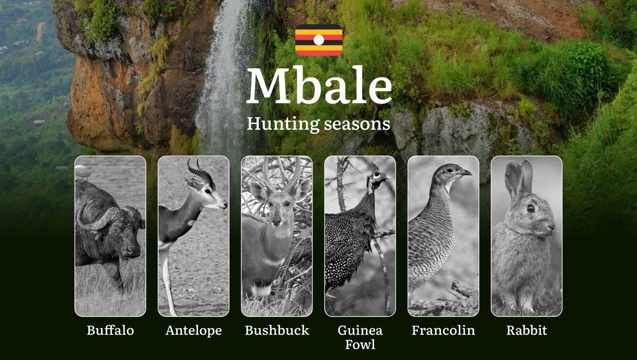 Hunting Access Dates in Mbale: Key Hunting Periods for All Species, Restricted Areas, Rules and Exceptions, Getting Your License, Gear, Locations, and Optimal Timing 