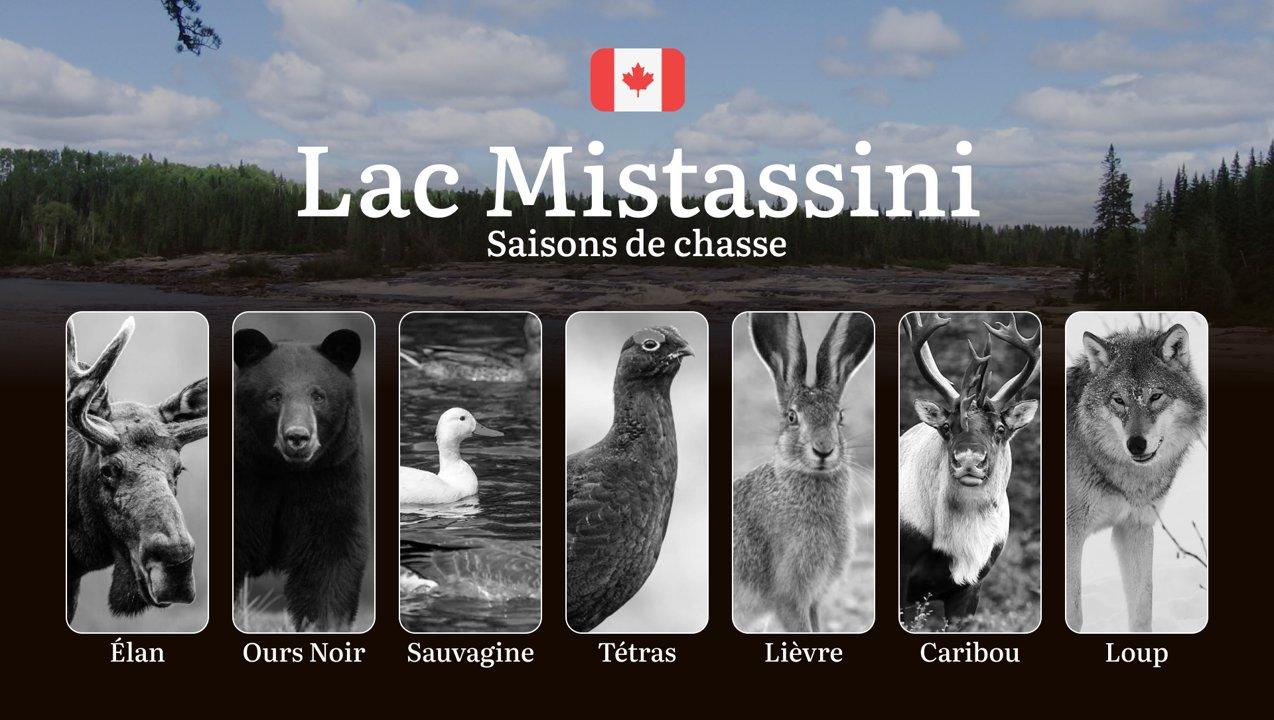 Les Saisons de Chasse au LAC MISTASSINI: Règles incontournables, Périodes Clés et Conseils 