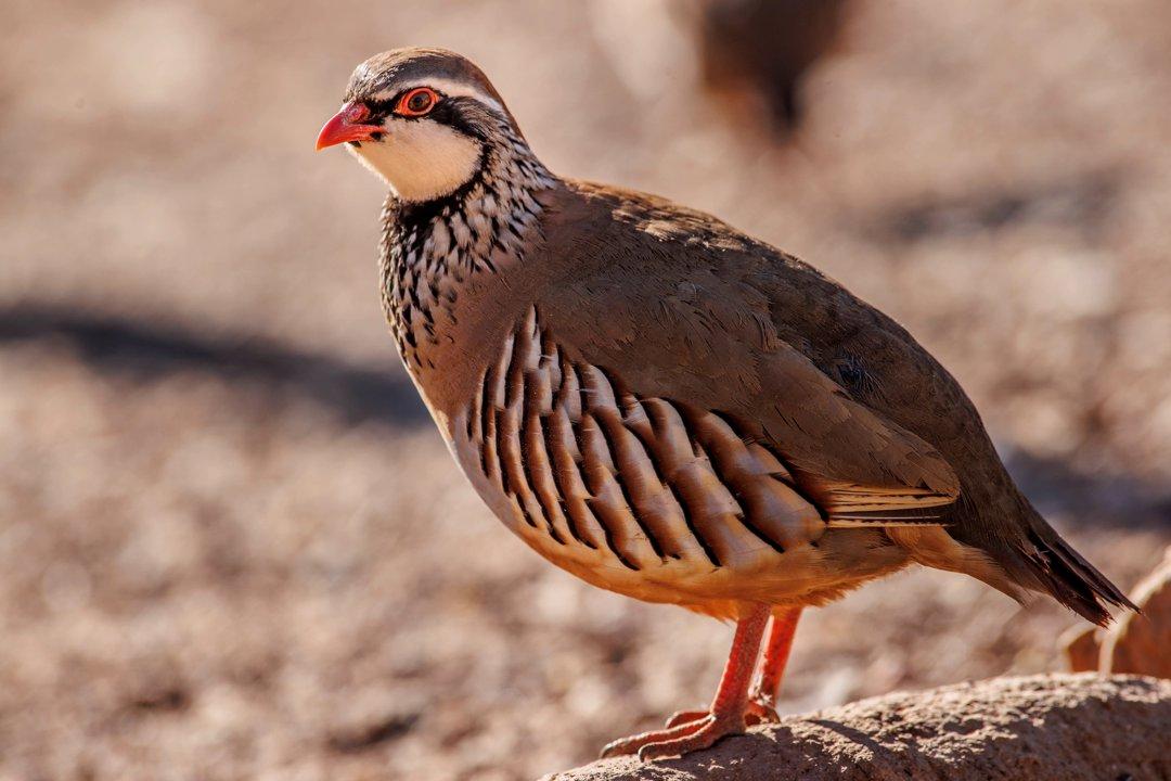 Spanish Partridge