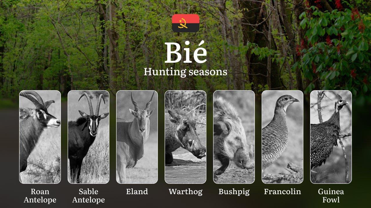 Hunting Calendar in Bié: The Thrill of Hunting Events and Traditions, Legislation & General Hunting Rules and Permits