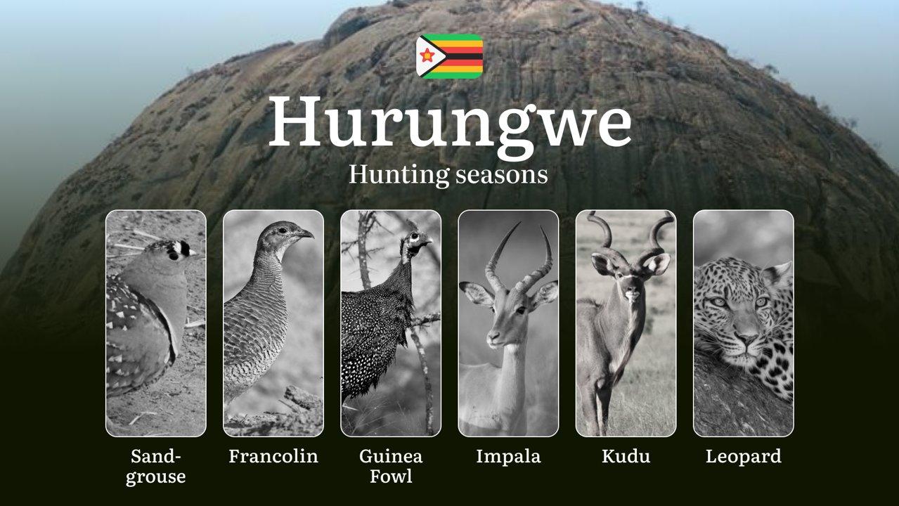 Dates of Hunting in Zimbabwe, HURUNGWE Region: Seasonal Patterns, Legal Restrictions and Hunting Bans, Practical Tips