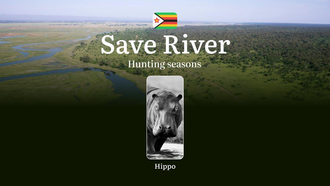 Hippo Hunting Seasons in SAVE RIVER, Zimbabwe: Dates and Seasons of Hunting, Regulations, Permits, and Tips for Hunters