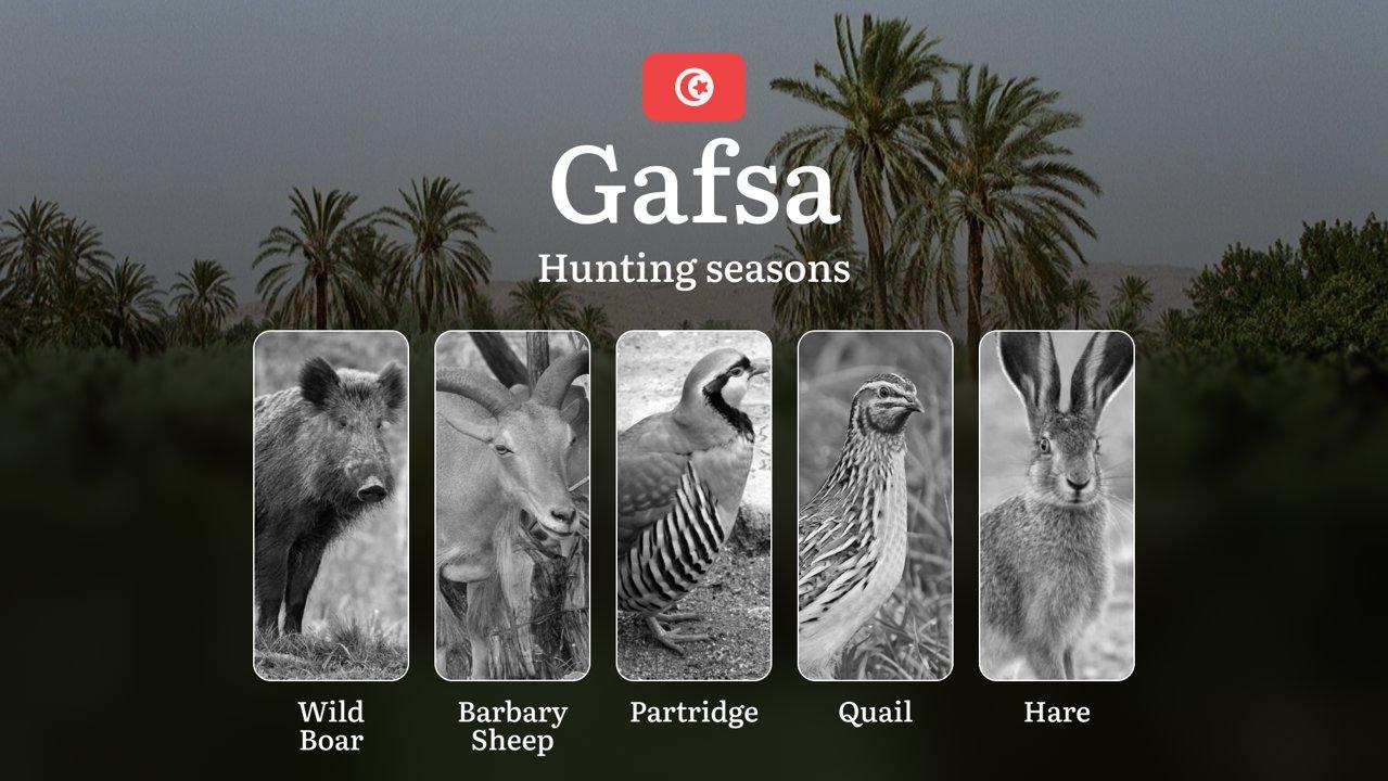 Hunting Seasons in GAFSA: Key Periods, General Rules, Seasonal Variations, Licensing Process and Practical Recommendations
