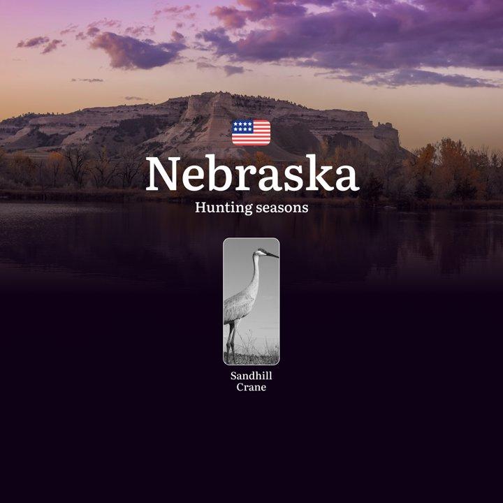 Sandhill Crane Hunting Seasons in Nebraska: Timing, Licenses, Rules, and Seasonality of Hunting, Restrictions and Prohibitions

Hunting Rules and Seasons, Key Dates and R