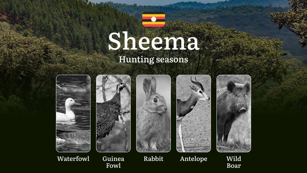 Sheema: Designated Hunting Periods, Legal Limits and Seasonal Restrictions, Licensing Rules, Penalties for Violations, Planning, Timing, and Gear