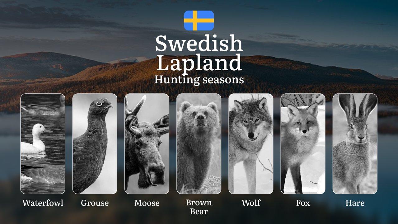 Hunting Periods in SWEDISH LAPLAND: When and What You Can Hunt, Seasonal Game Patterns, and Everything You Need to Know to Obtain a Valid Hunting License in the Region

S