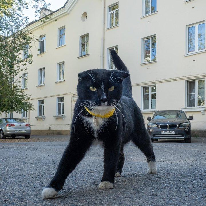 Энциклопедия лис